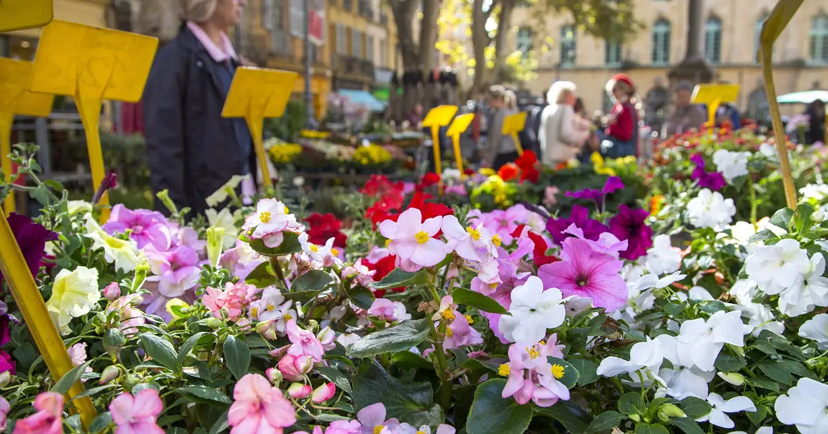 Découvrez à quoi ressemblera le marché aux fleurs de l'île de la Cité, une fois les quatre années de rénovation achevées découvrez le marché aux fleurs rénové, un lieu enchanteur où la nature s