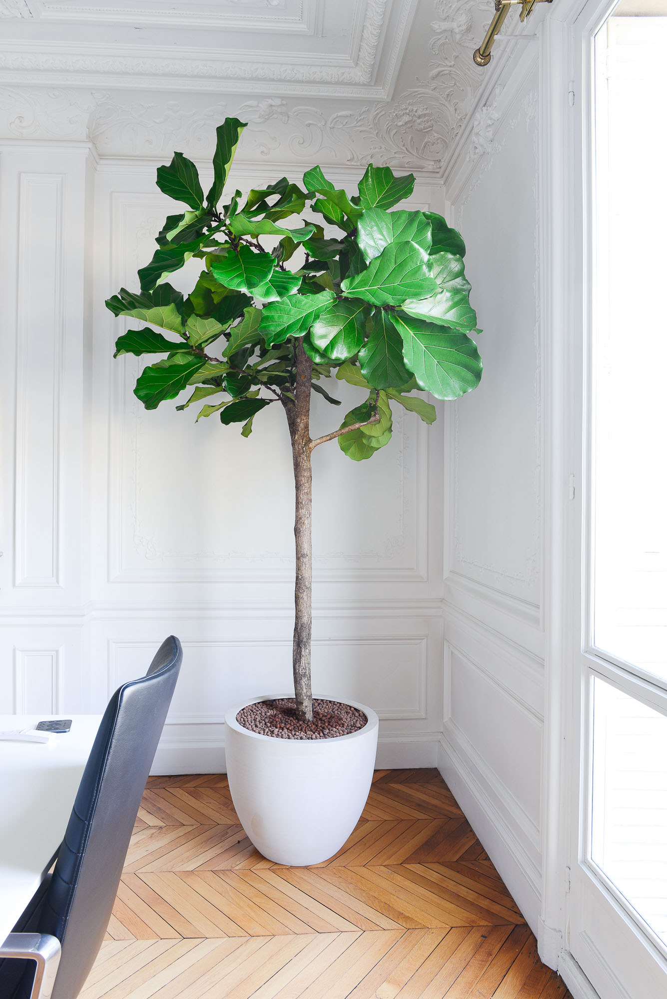 Les plantes d'intérieur idéales pour un appartement à Paris 4ᵉ découvrez les plus belles plantes d