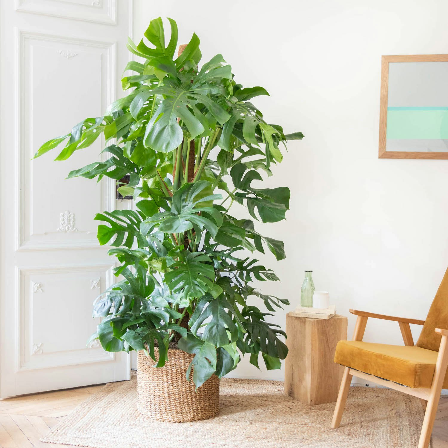 Les plantes d'intérieur idéales pour un appartement à Paris 4ᵉ découvrez les meilleures plantes d