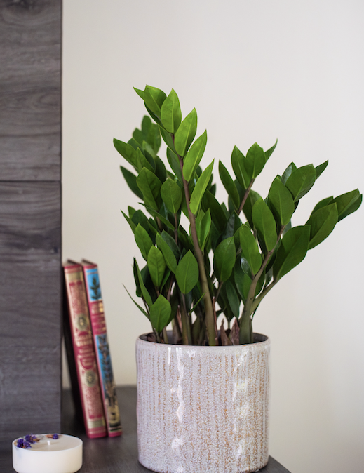 découvrez les plus belles plantes d'intérieur à paris : conseils d’entretien, sélection de plantes tendance et adresses de boutiques pour embellir votre maison ou appartement parisien.